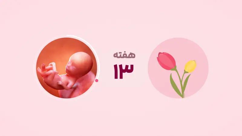 هفته سیزدهم بارداری