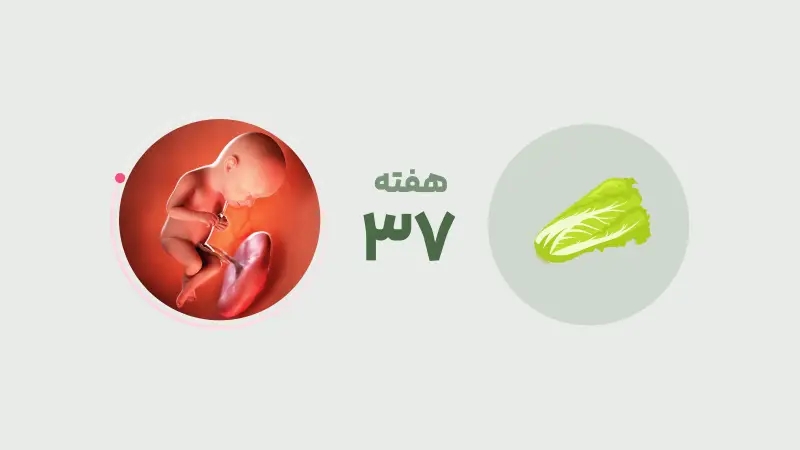 راهنمای کامل هفته ۳۷ بارداری: تغذیه، آزمایشها و مراقبتها