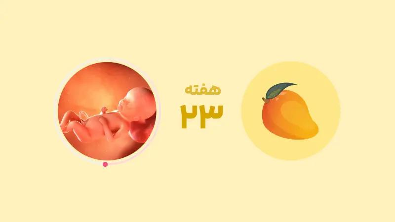 هفته بیست و سوم بارداری